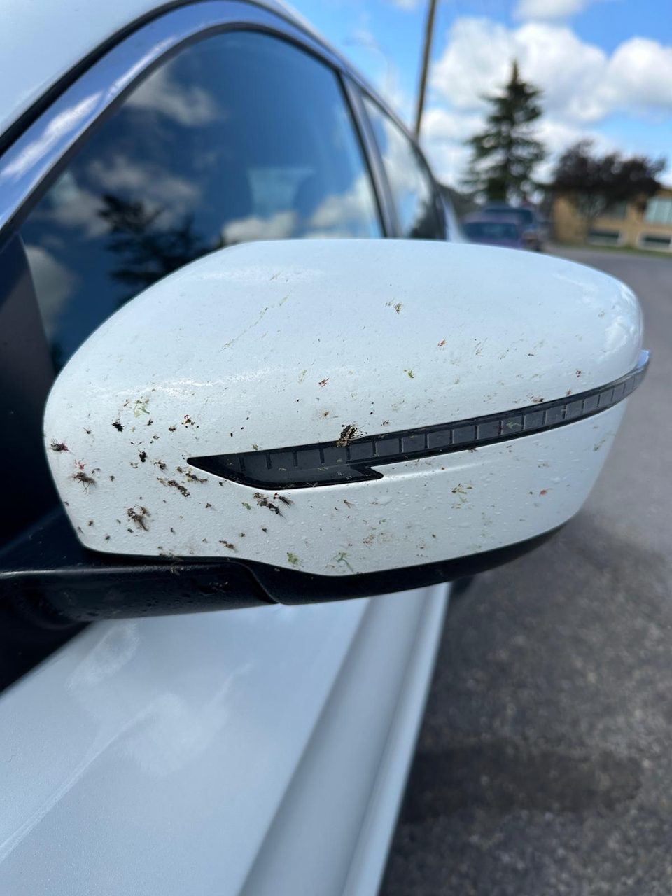 Dirty car mirror covered in bugs and pollen before wash — Arc Detailing Calgary